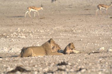 Çöldeki şirin bir aslanın yakın plan fotoğrafı.