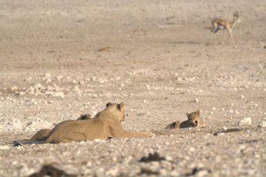 kırmızı - saçlı bebek - aslan (panthera leo )