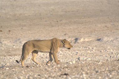 Namibya 'da Etoşa' da aslan