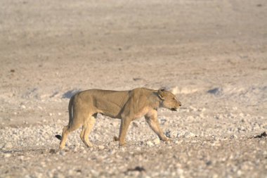 Genç vahşi aslan (panthera leo) Etoşa, namibya 'da çölde yürüyor..