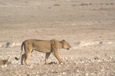 Çölde genç bir aslan.