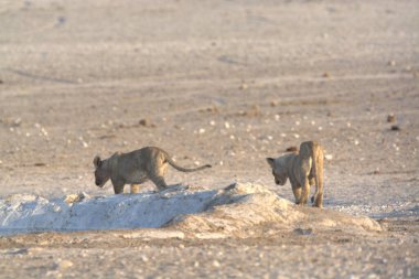 Savanadaki vahşi aslan