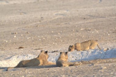 Namibya 'daki Etoşa Ulusal Parkı' nda kumların altında aslan yavrusuyla sevimli bir aslanın yakın çekimi.