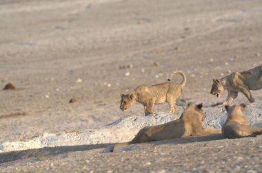 Savanadaki bir grup aslan.