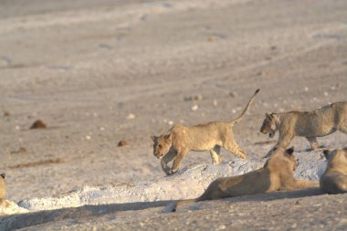 Vahşi hayvanlar, seçici odaklanma