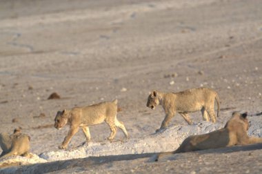 İsrail 'deki ölü denizin çölündeki aslan.