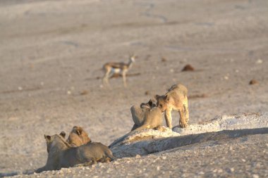 Afrika aslanı, panthera leo, erkek, erkek, etosha, namibya