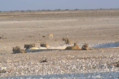 Hayvanat bahçesinde bir grup aslan.