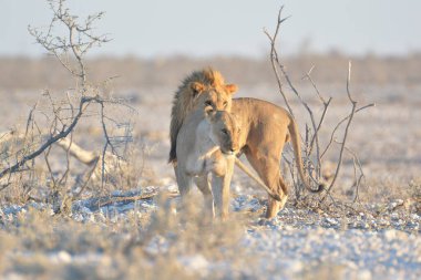 Etoşa Ulusal Namibya 'da aslan