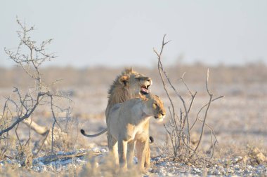 Afrika Vahşi Aslanı, Kruger Ulusal Parkı, Güney Afrika
