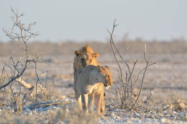 Kenya savanındaki aslan