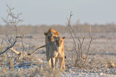 Vahşi Afrika 'daki aslan