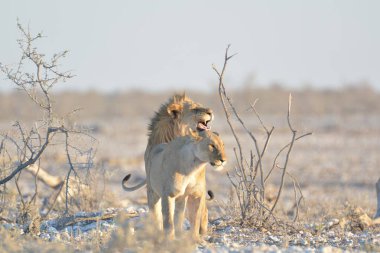 Aslan etkin ulusal park, Namibya
