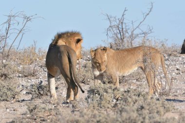 Savanada bir çift zebra
