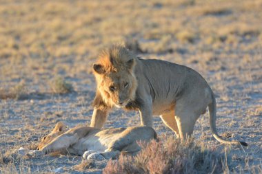 Aslan etkin, Namibia