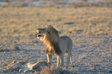 Vahşi Afrika aslanı (panthera leo )