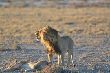 Vahşi hayvanlar, seçici odaklanma