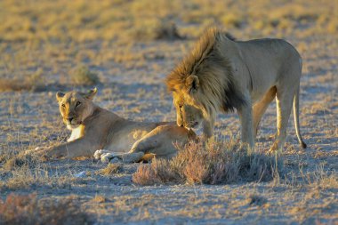 Aslanlar Savannah bir çift