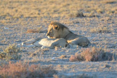 Çöldeki erkek aslan