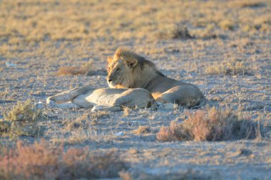 Afrika 'nın güneyindeki bozkırda aslan var.