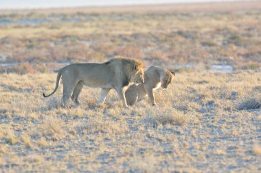Çöldeki genç aslanlar