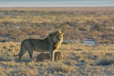 dişi aslan ve aslan yavrusu