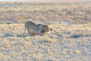 İsrail 'in güneyindeki Etoşa' nın savanındaki aslan.