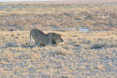 Namibya bozkırında bir aslan