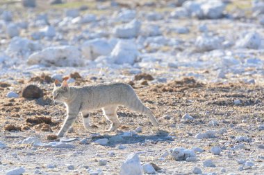 Namibya 'daki Etoşa Milli Parkı' nda beyaz aslan.