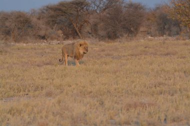 Namibya bozkırında bir aslan