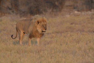 Afrika 'nın bozkırındaki aslan