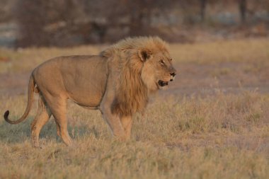 Savanadaki aslan