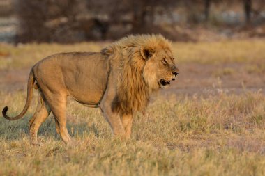 Savanadaki aslan