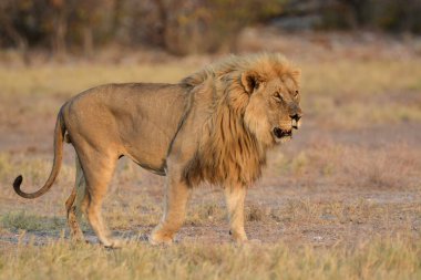 Kenya savanındaki aslan