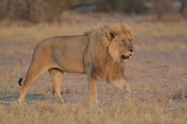 Kenya savanındaki aslan