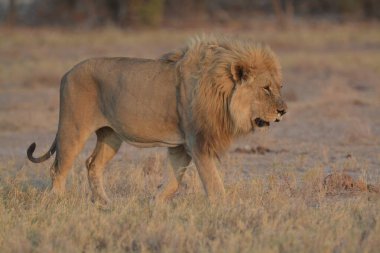 Savanadaki aslan erkek.