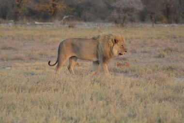 Afrika savanındaki aslan.