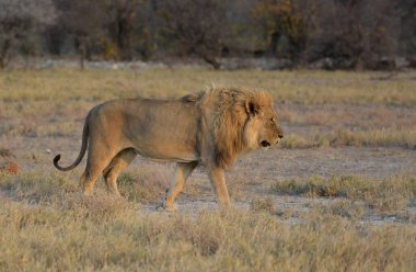 Afrika 'da vahşi savanadaki aslan