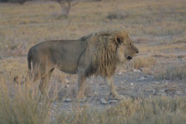 Savanadaki vahşi aslan