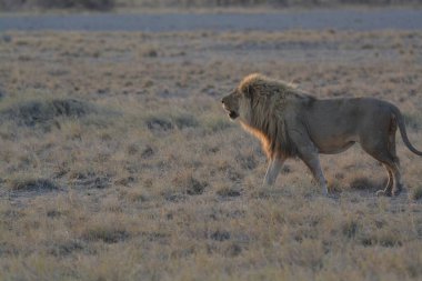 Kenya savanındaki aslan