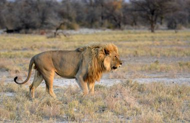 Aslan etkin ulusal park, Namibya.