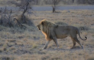 Kenya savanındaki aslan