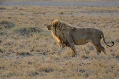 Namibya 'daki Etosha Milli Parkı' nda Aslan
