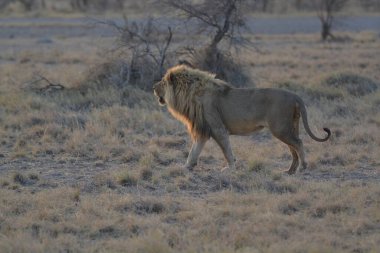 Bir aslan savanda yürür.