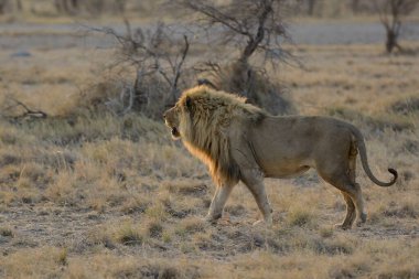 Afrika aslanı Kenya savanasında yürüyor.