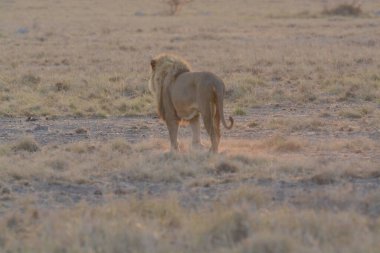 Namibya çölünde vahşi bir aslan.