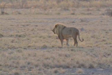Kenya 'daki savanada güzel bir aslan
