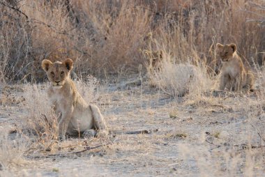 Güney Afrika 'daki Kruger Ulusal Parkı' nda aslanlar