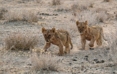 Afrika 'da vahşi aslanlar Kenya' da