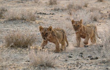 Savananın ortasında vahşi bir hyaena